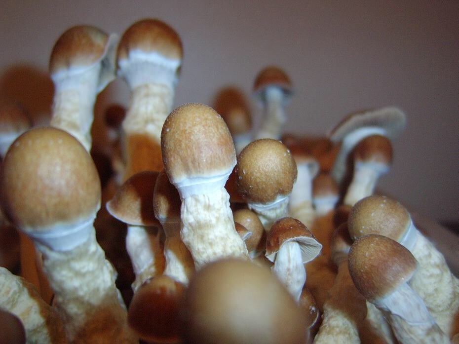 Buy Penis Envy Mushroom All About Them Magic Mushrooms Buy