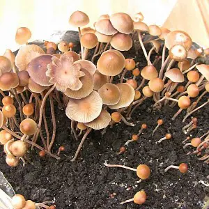 Where to buy magic mushrooms