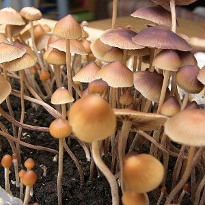 Where to buy magic mushrooms