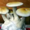 Buy magic mushrooms in Denver